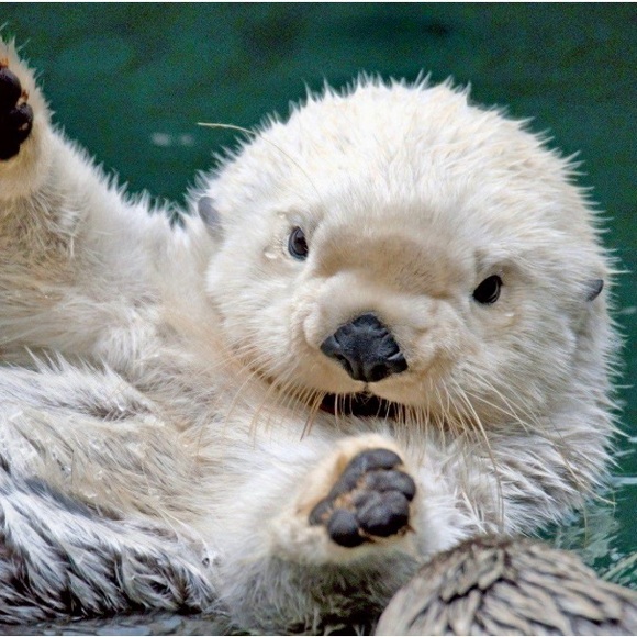 otterlover06